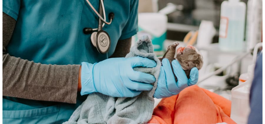 Inland Valley Veterinary Specialists & Emergency Center in Upland