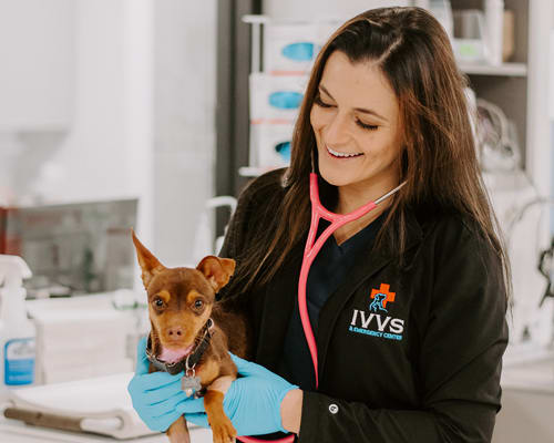 Cat & Dog blood transfusion in Upland